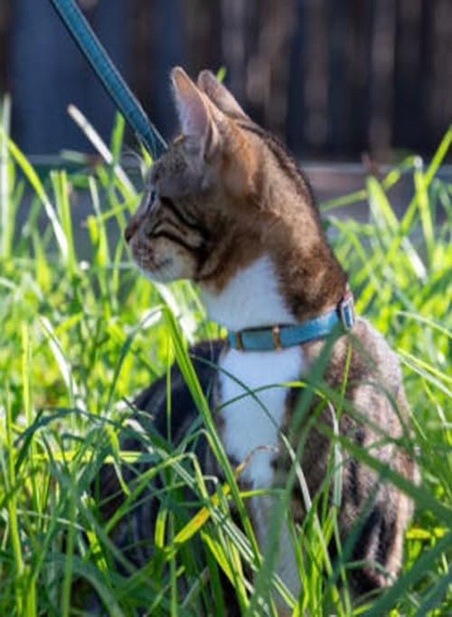 Rogz Urban Cat Safety Collar Small/Medium - Turquoise Moon - Image 5